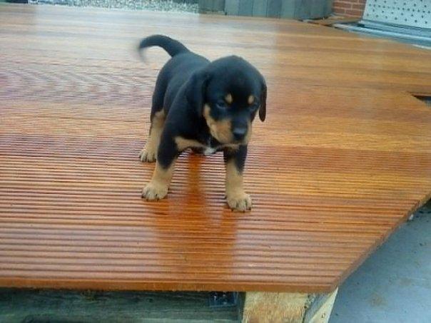 Rottweiler Balou R.I.P billede 2