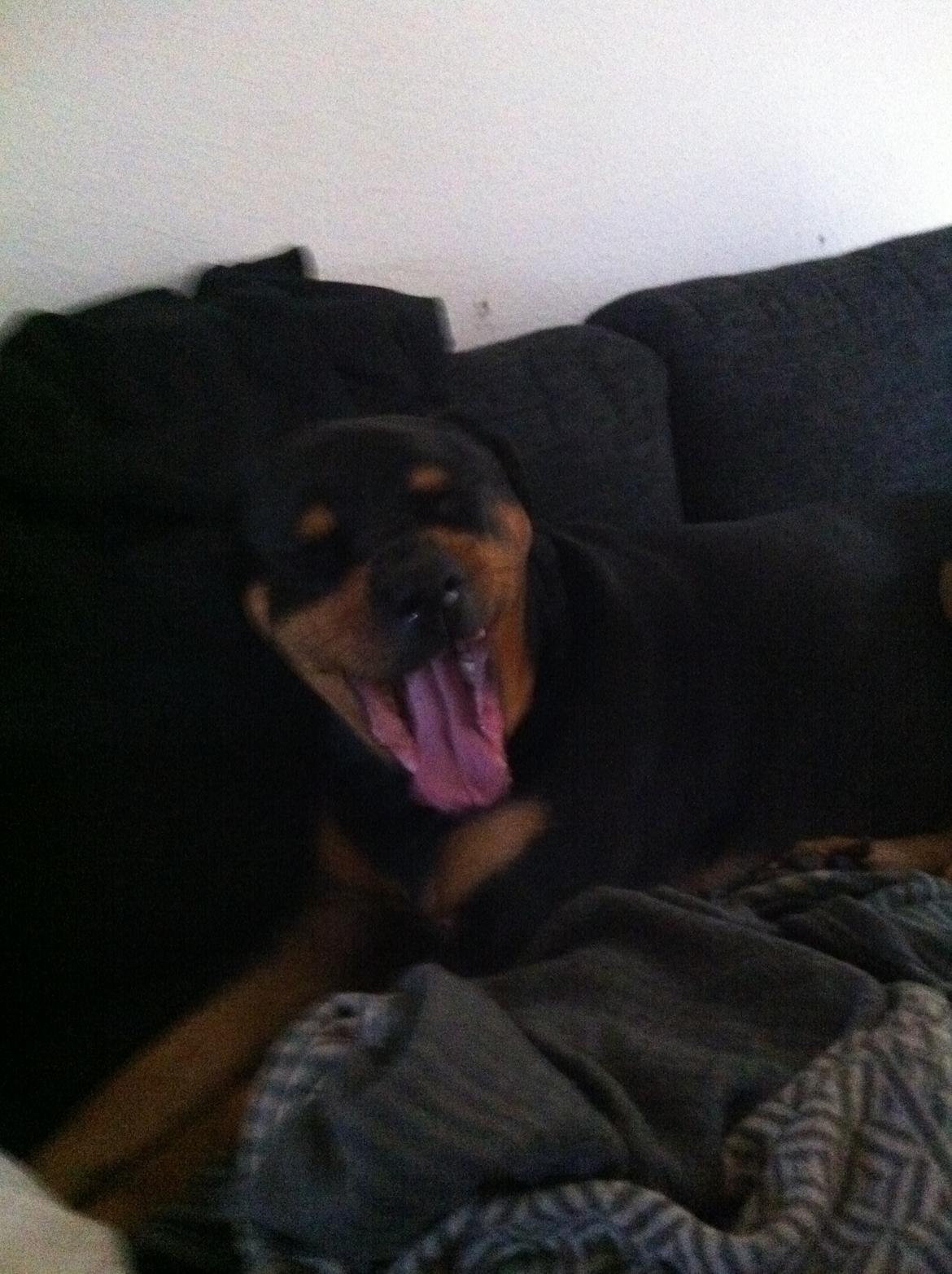 Rottweiler Balou R.I.P billede 3