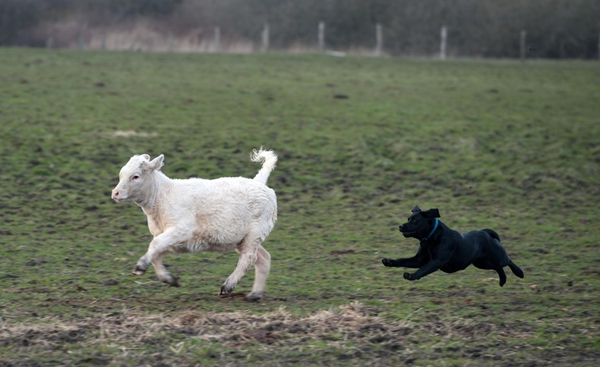 Labrador retriever Bonzo billede 6
