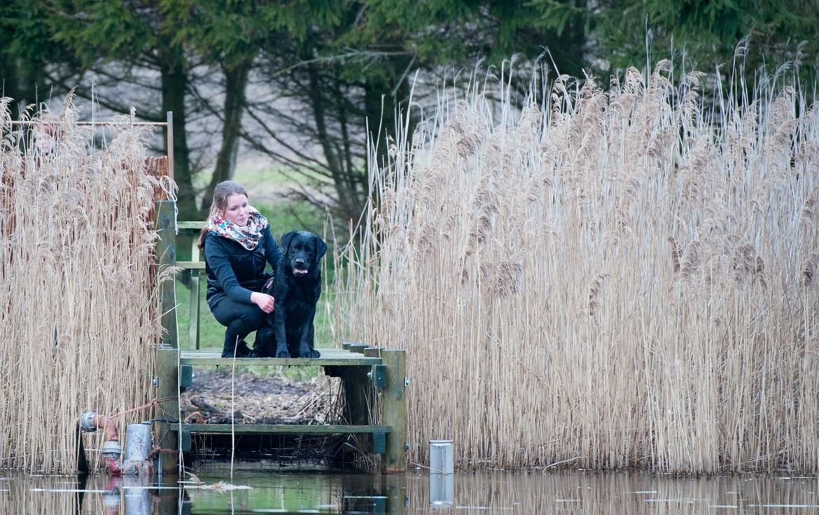 Labrador retriever Bonzo billede 4