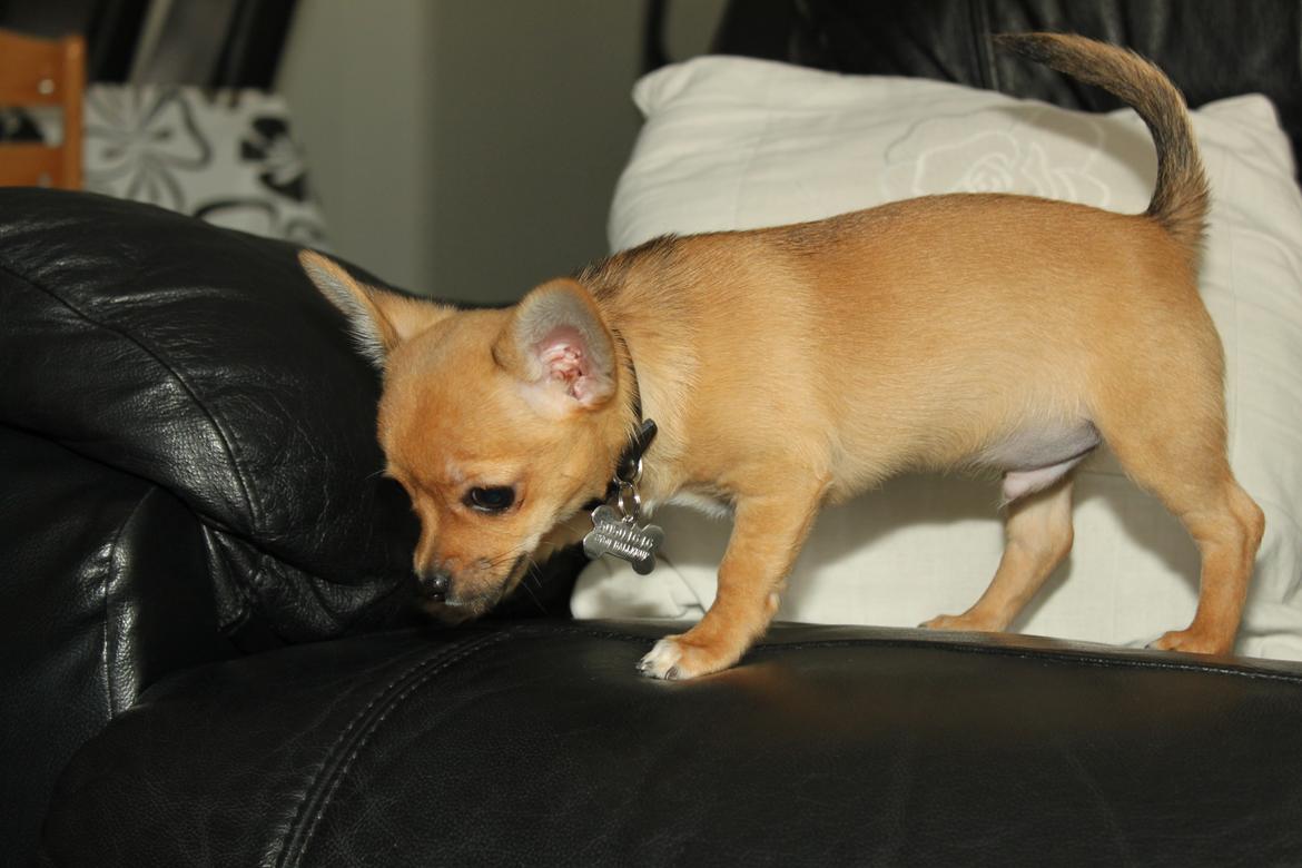 Chihuahua Montelinos Macarius *Max* billede 13