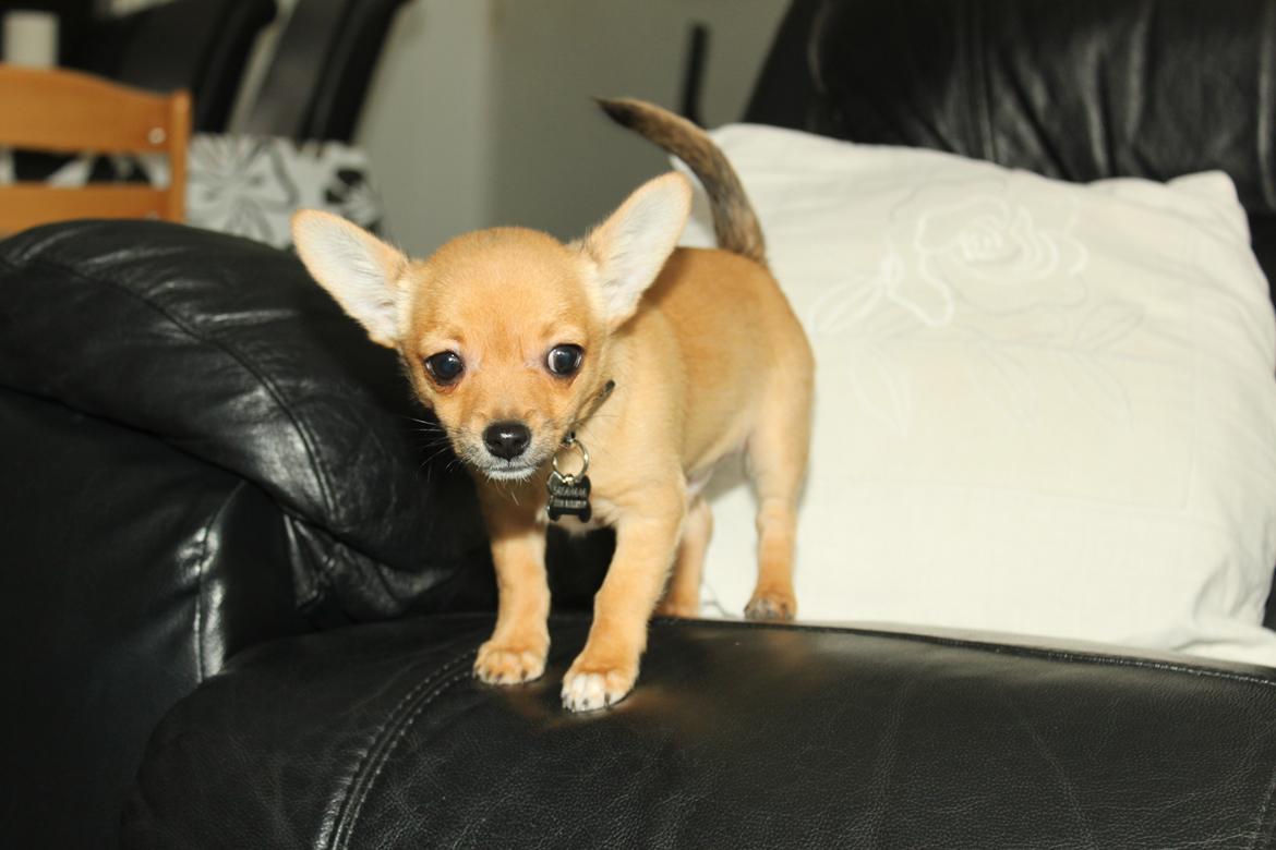 Chihuahua Montelinos Macarius *Max* billede 14