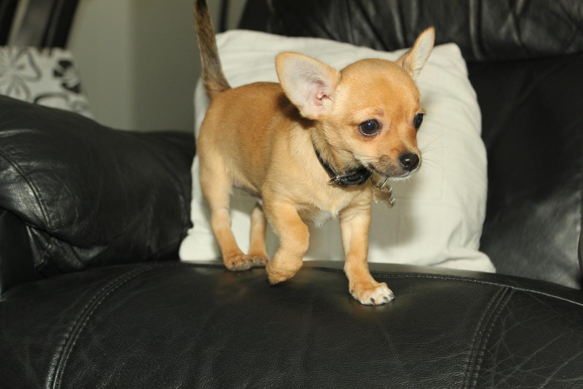 Chihuahua Montelinos Macarius *Max* billede 15