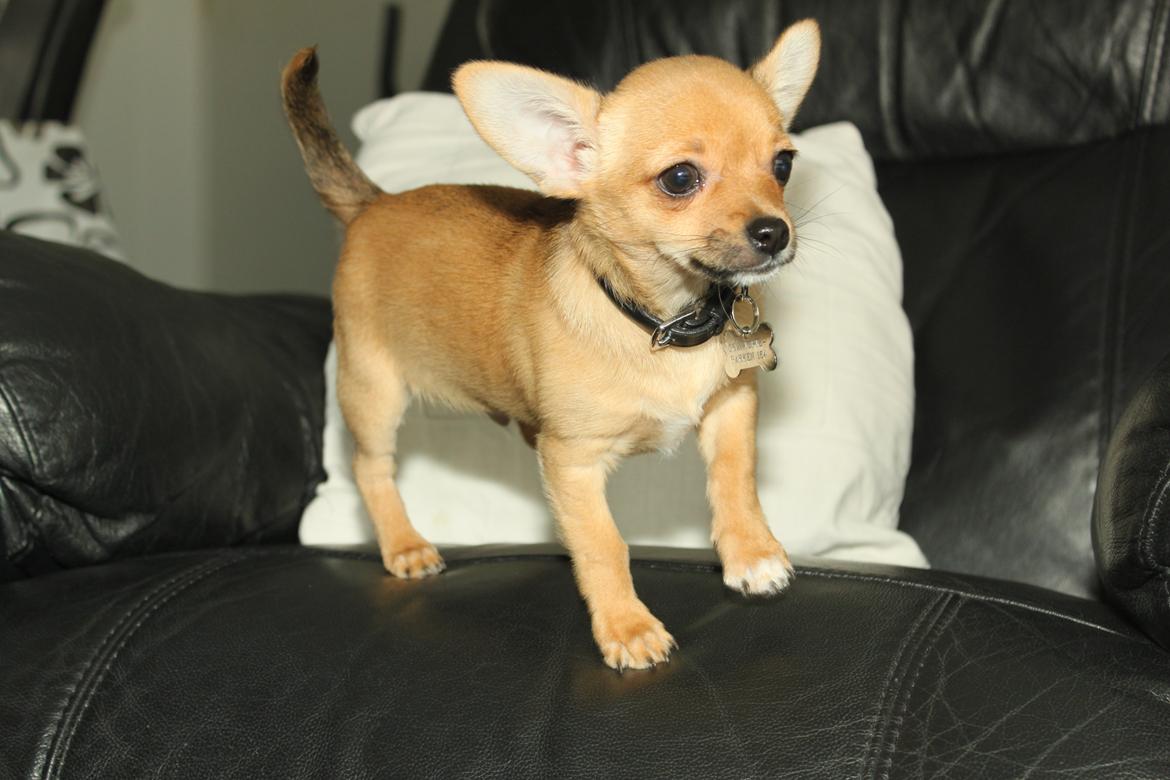 Chihuahua Montelinos Macarius *Max* billede 16