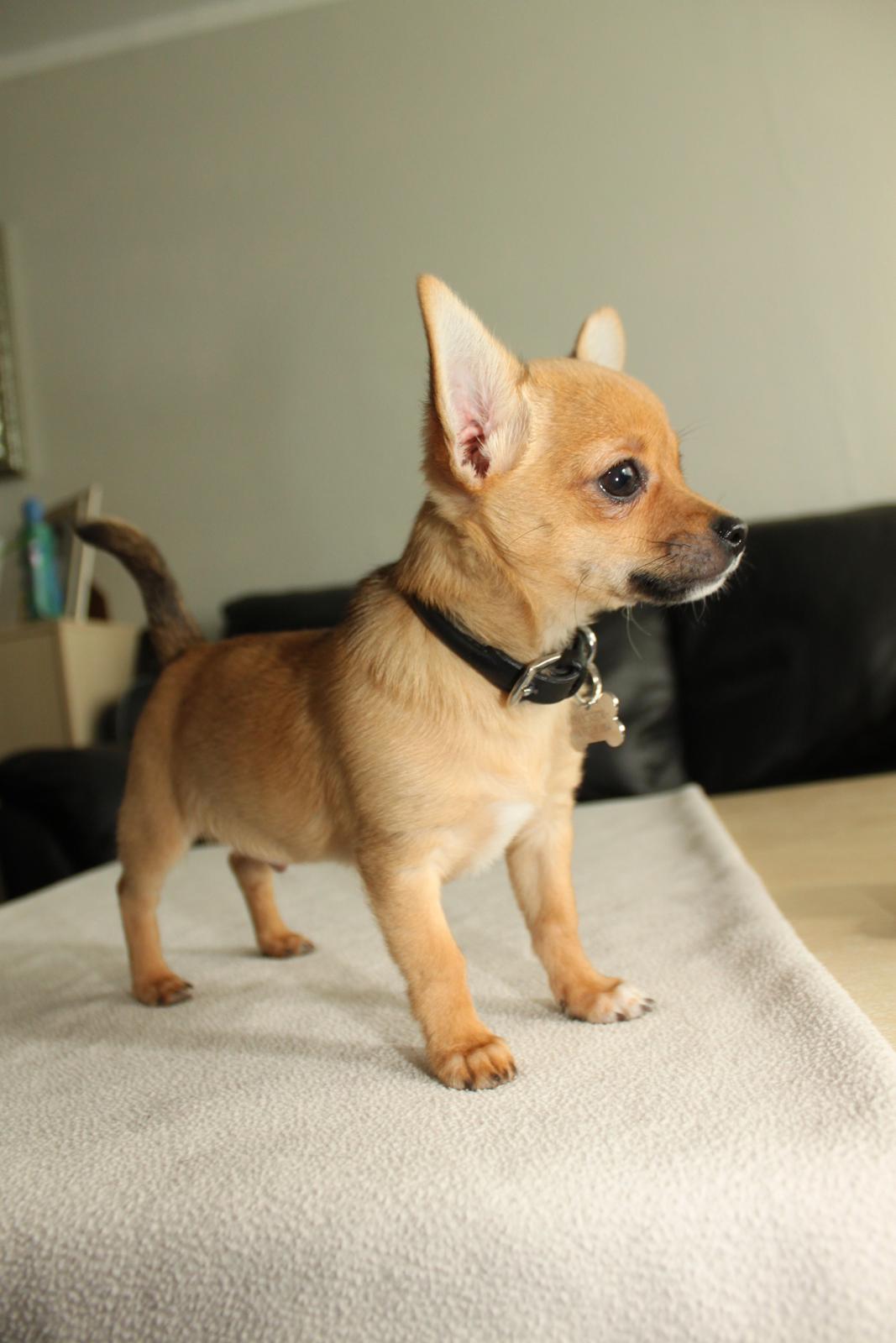 Chihuahua Montelinos Macarius *Max* billede 17