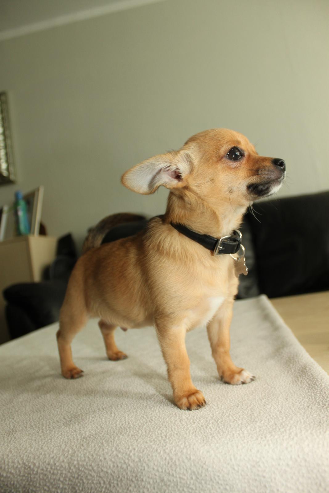 Chihuahua Montelinos Macarius *Max* billede 18