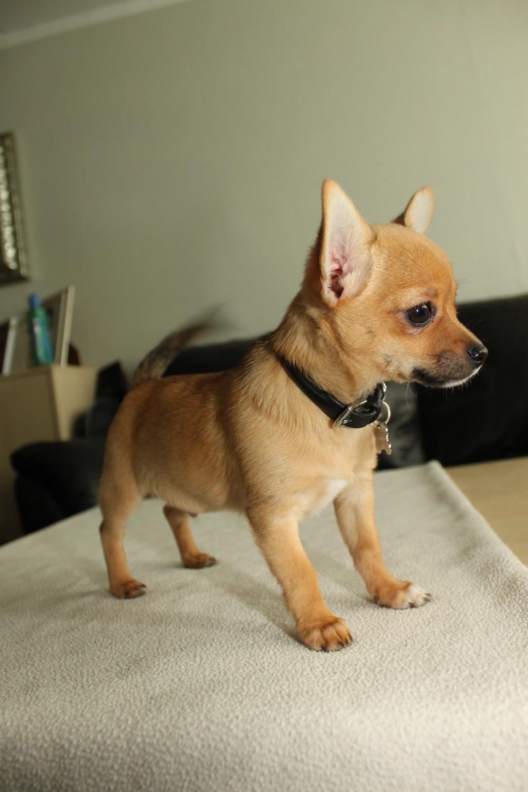 Chihuahua Montelinos Macarius *Max* billede 19