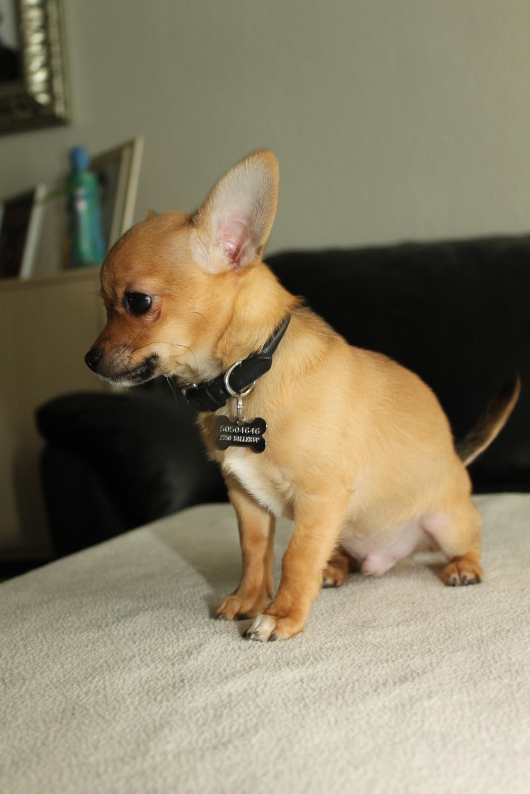 Chihuahua Montelinos Macarius *Max* billede 20
