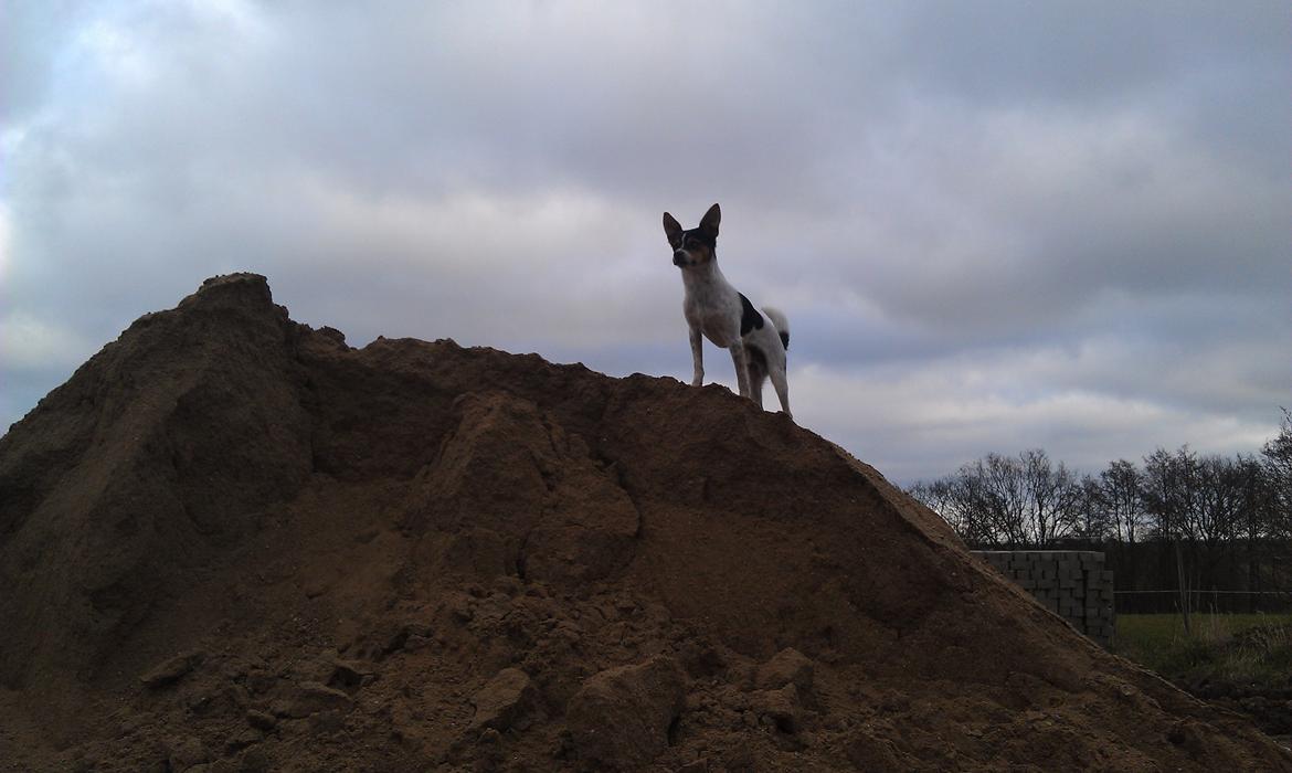 Blanding af racer Carlo billede 15