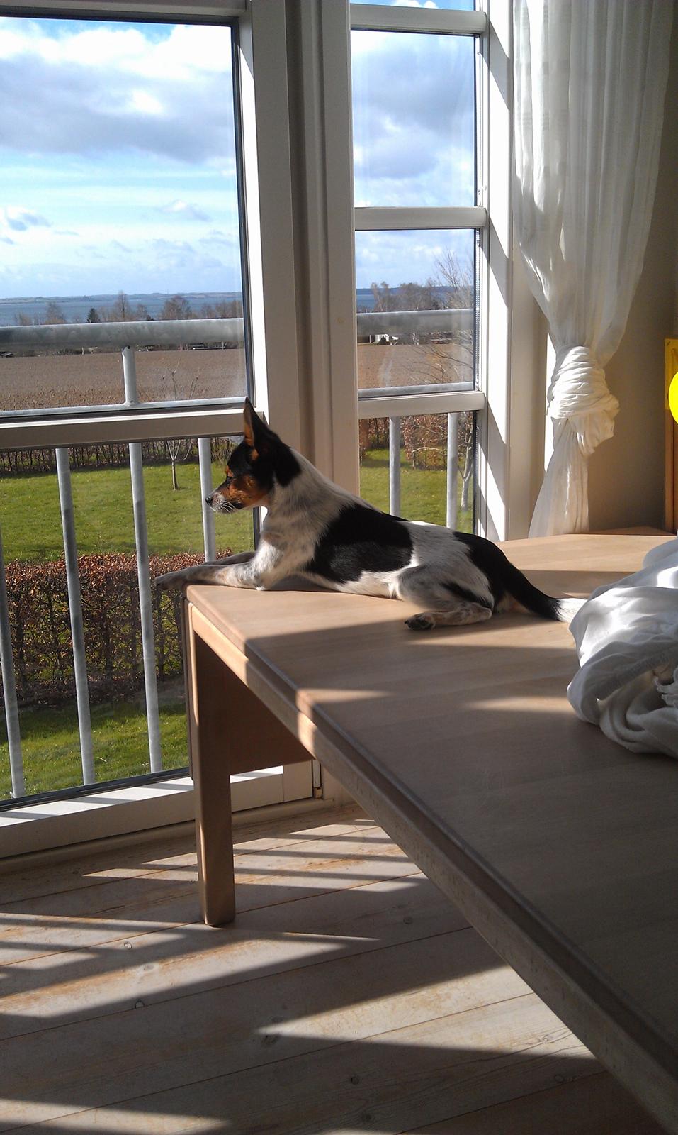 Blanding af racer Carlo - Her ligger jeg jo godt med udsigt ud over haven :-)  billede 16