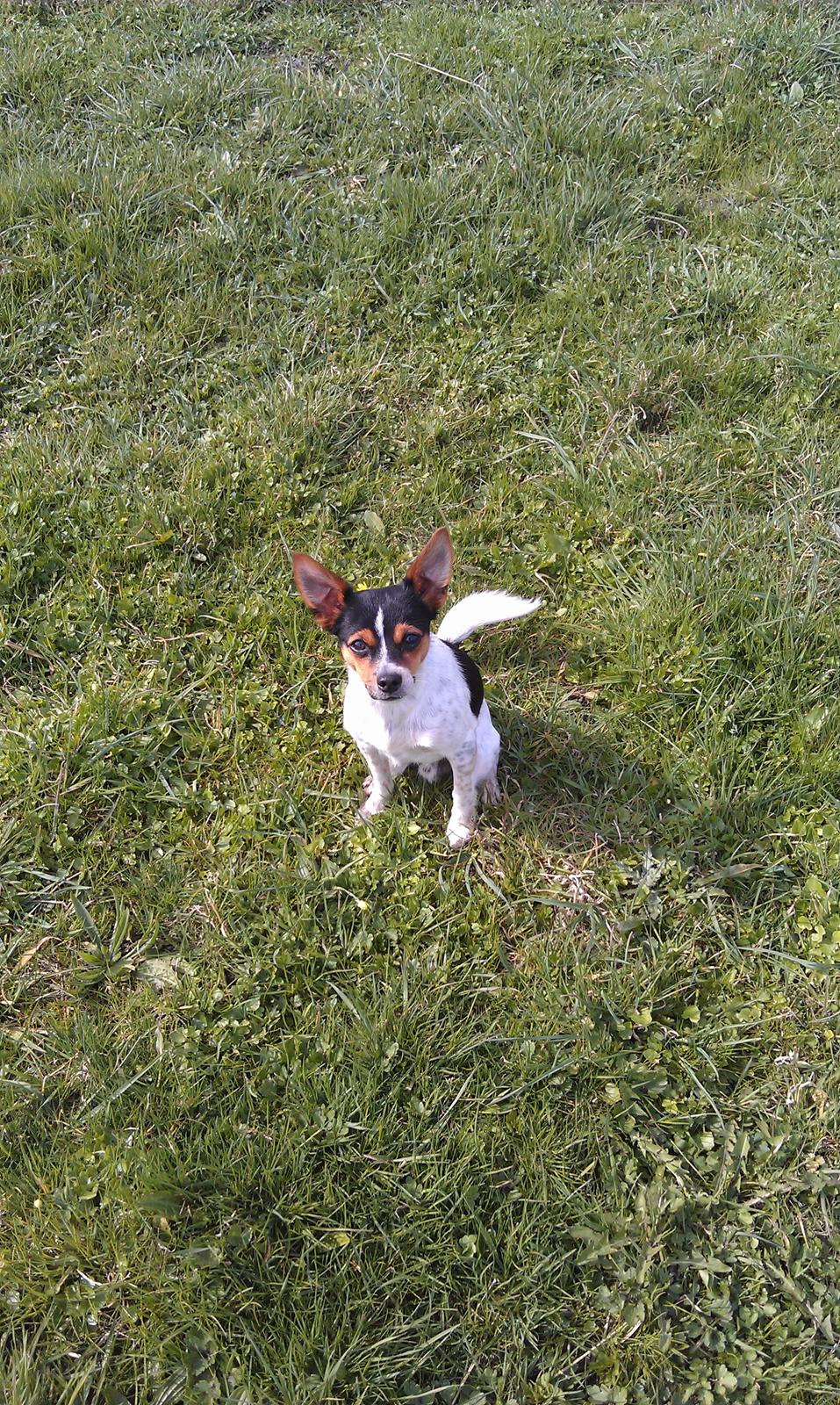 Blanding af racer Carlo billede 19