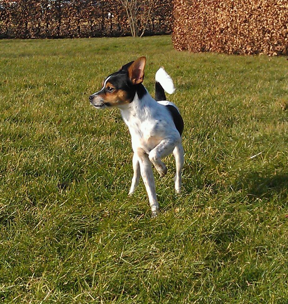 Blanding af racer Carlo billede 20