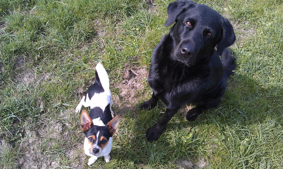 Blanding af racer Lucky  billede 18