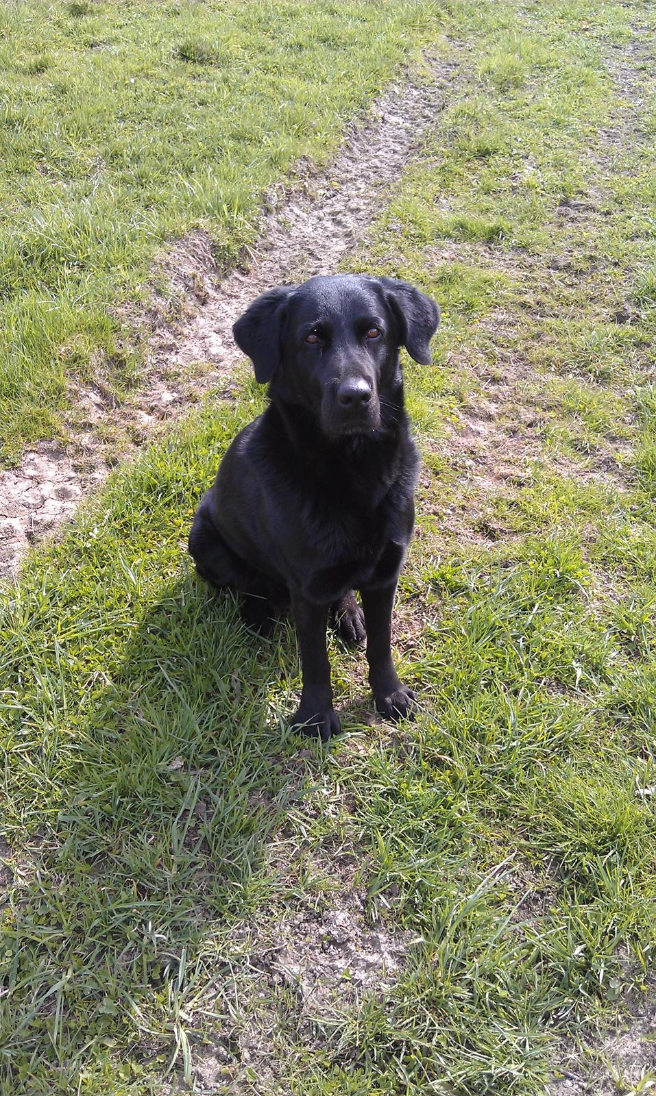 Blanding af racer Lucky  billede 19