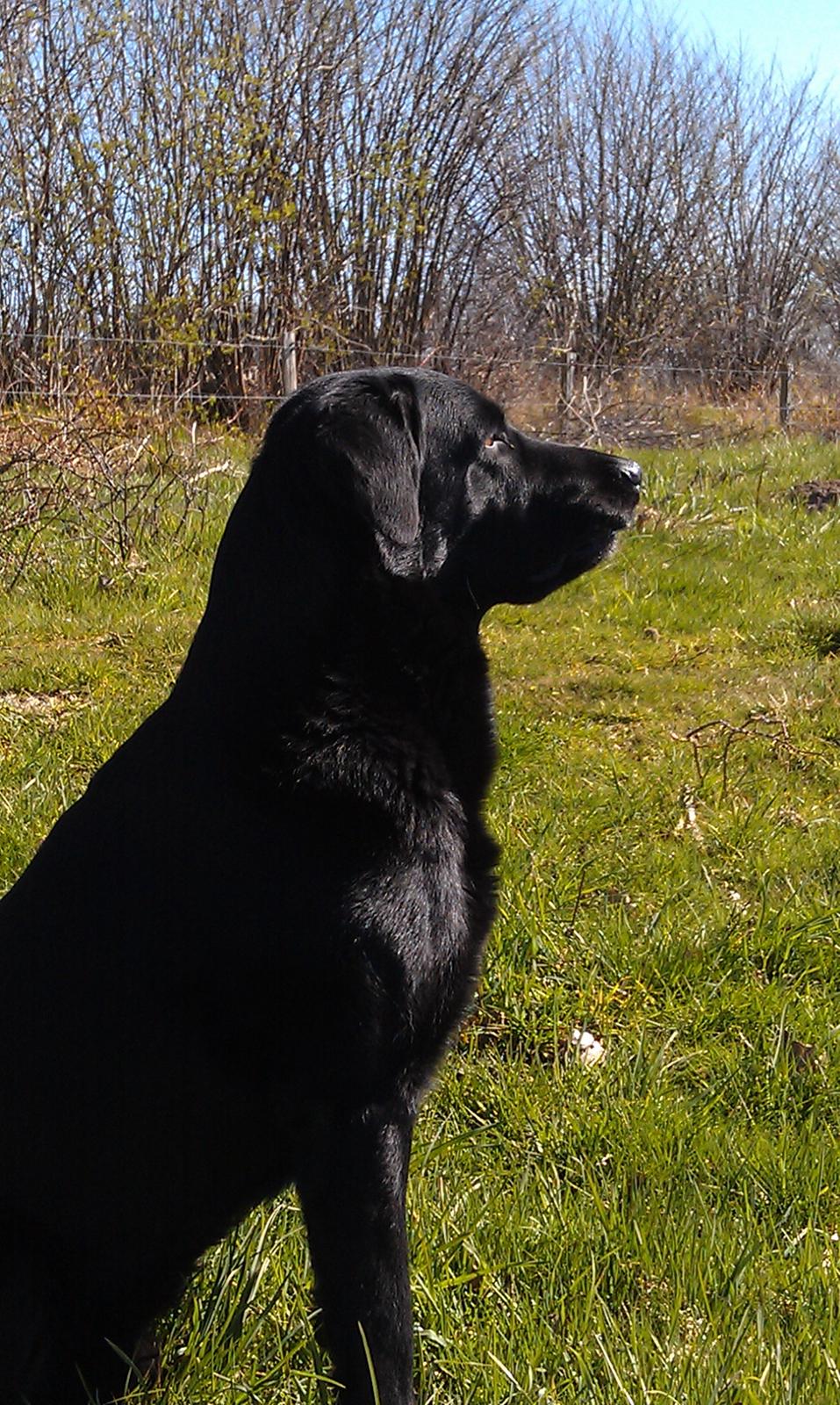 Blanding af racer Lucky  billede 20