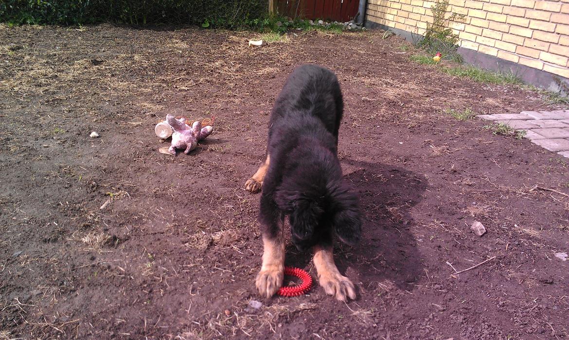 Schæferhund Aichia - 16 uger.. nyt legetøj bringer altid glæde :) billede 5