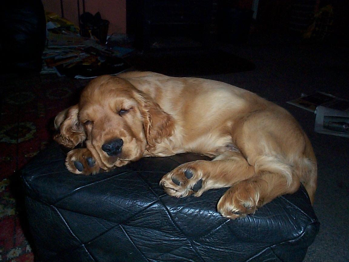 Cocker spaniel Charlie - Som hvalp foretrak Charlie at sove oppe på vores puff, i stedet for hans kurv :-) utroligt nok kunne han selv hoppe derop og ligge sig - men forstod ikke helt hvorfor han faldt ned da han blev større billede 11