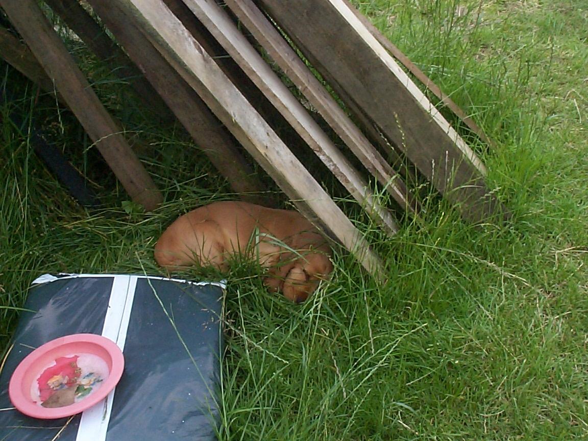 Cocker spaniel Charlie - Charlie's "gemmested" billede 13