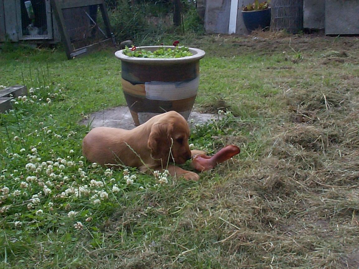 Cocker spaniel Charlie - Charlie's aller første møde med et griseøre :-) billede 14