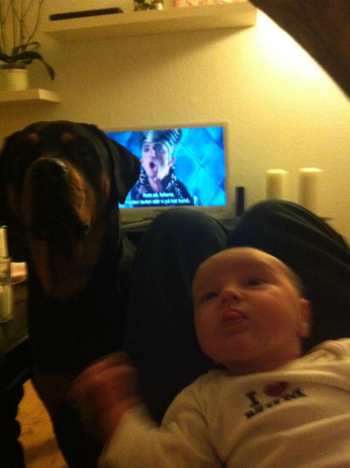 Rottweiler Balou R.I.P billede 4