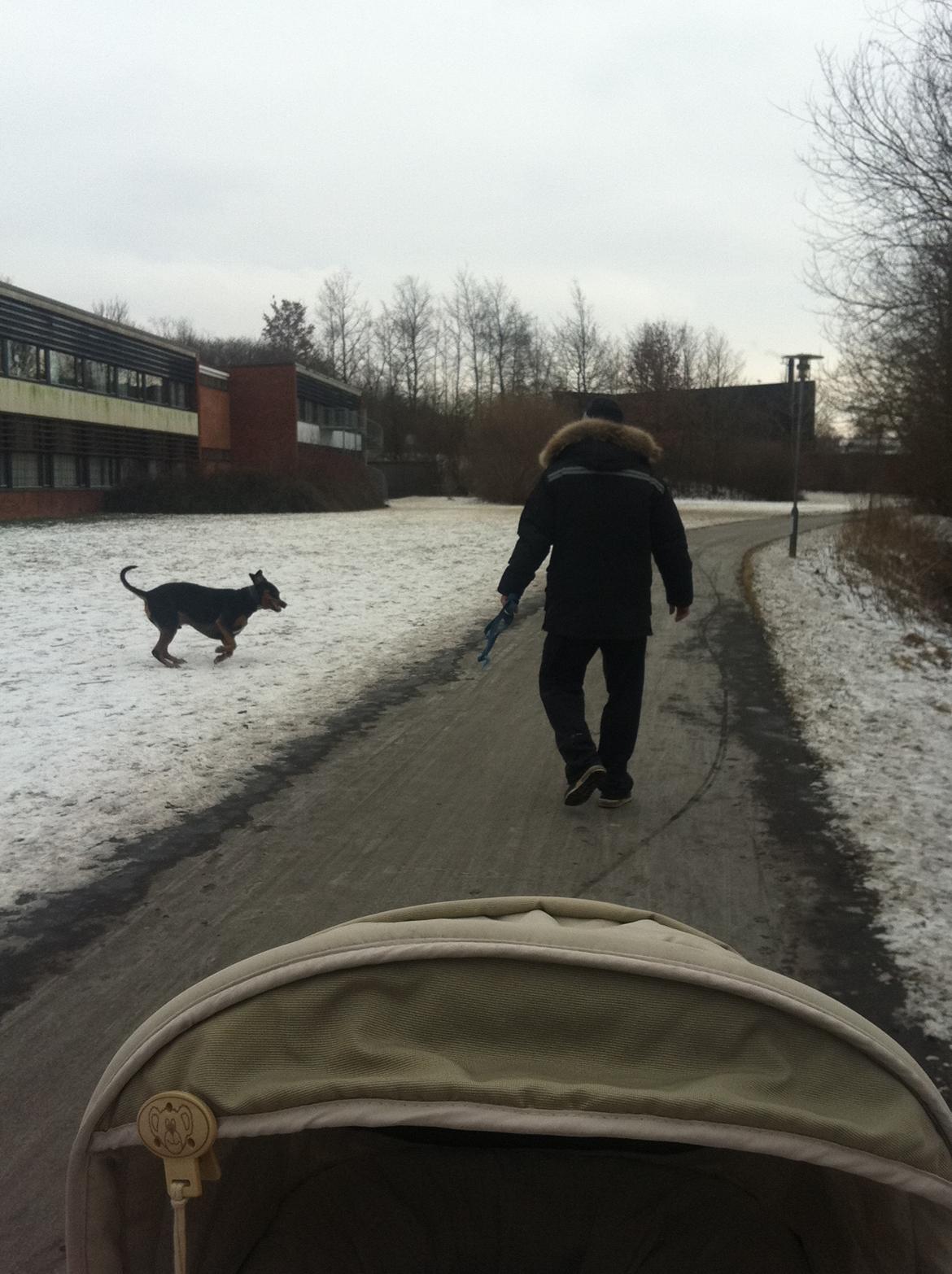 Rottweiler Balou R.I.P billede 5