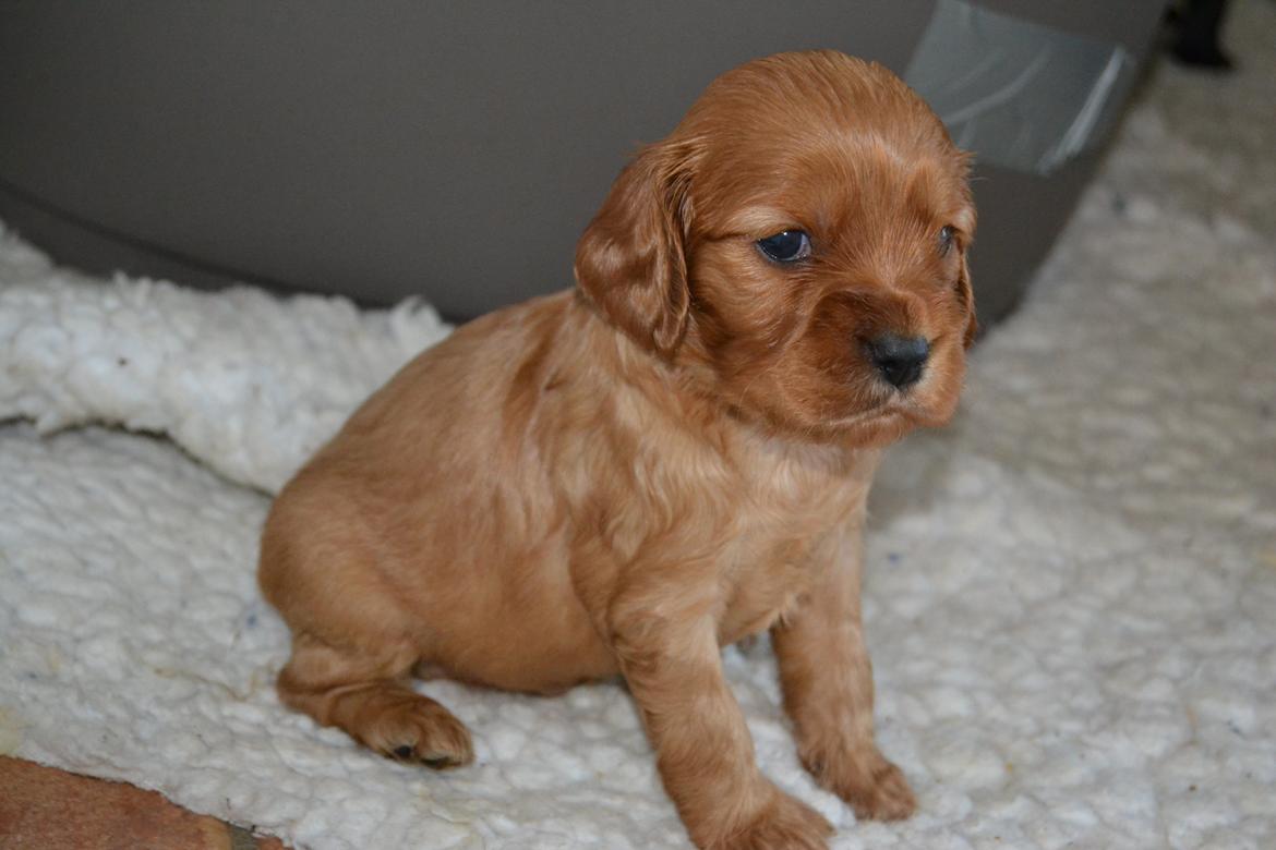 Blanding af racer Oscar - lille vovse<3 billede 2