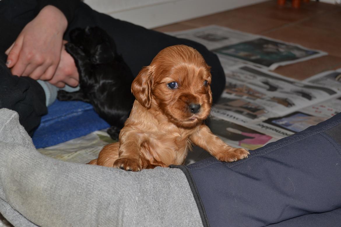 Blanding af racer Oscar - søøøøde lille hund!<3<3 billede 3