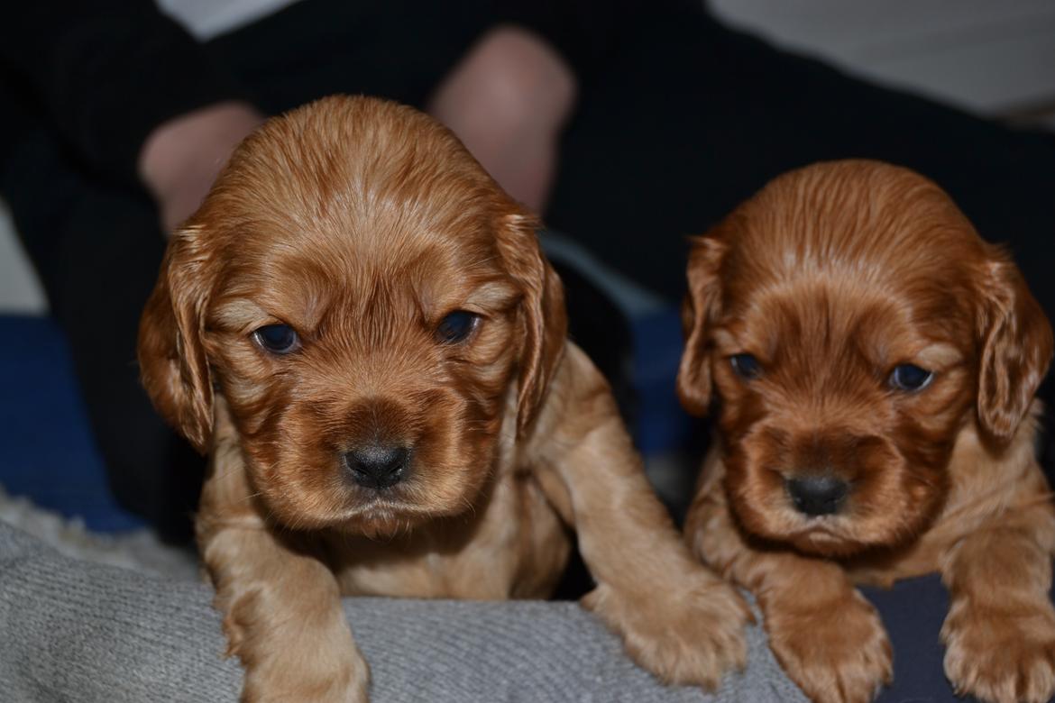 Blanding af racer Oscar - Timon er til venstre billede 4