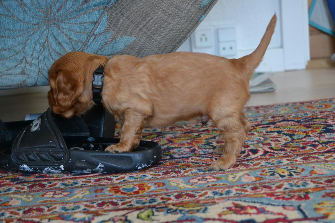 Blanding af racer Oscar - frække timon!<3 billede 5