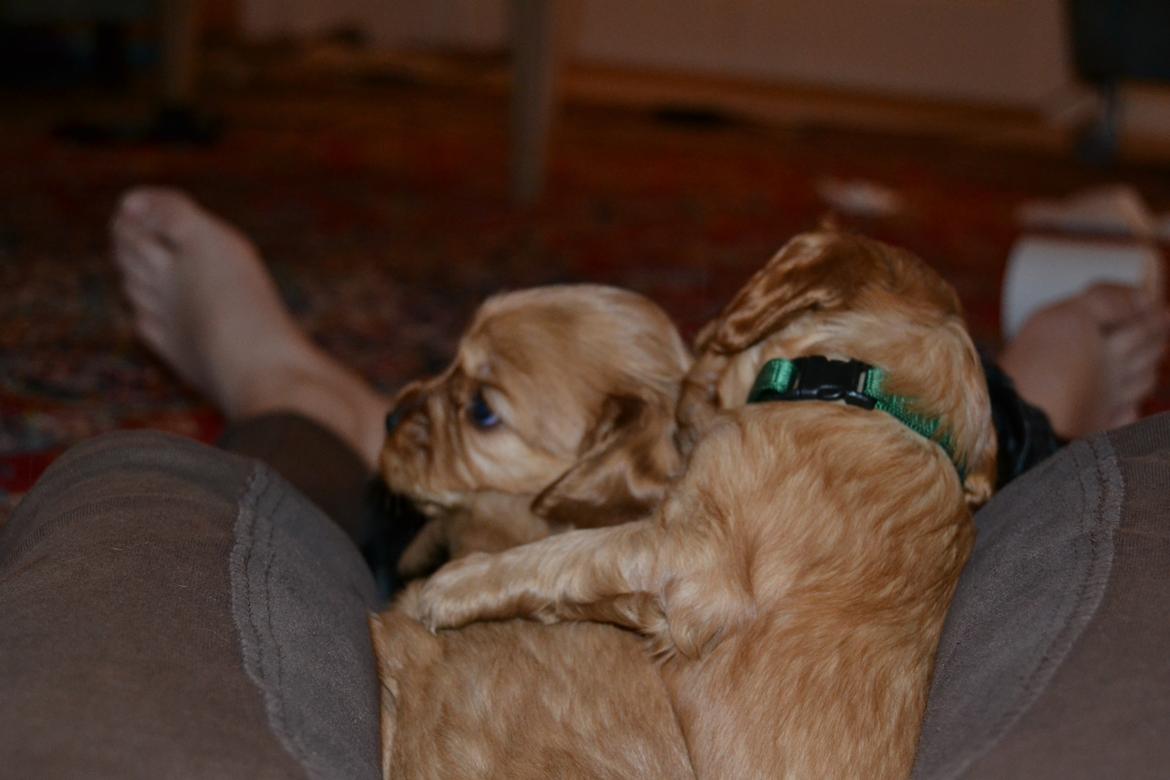 Blanding af racer Oscar - Leger:-D billede 6