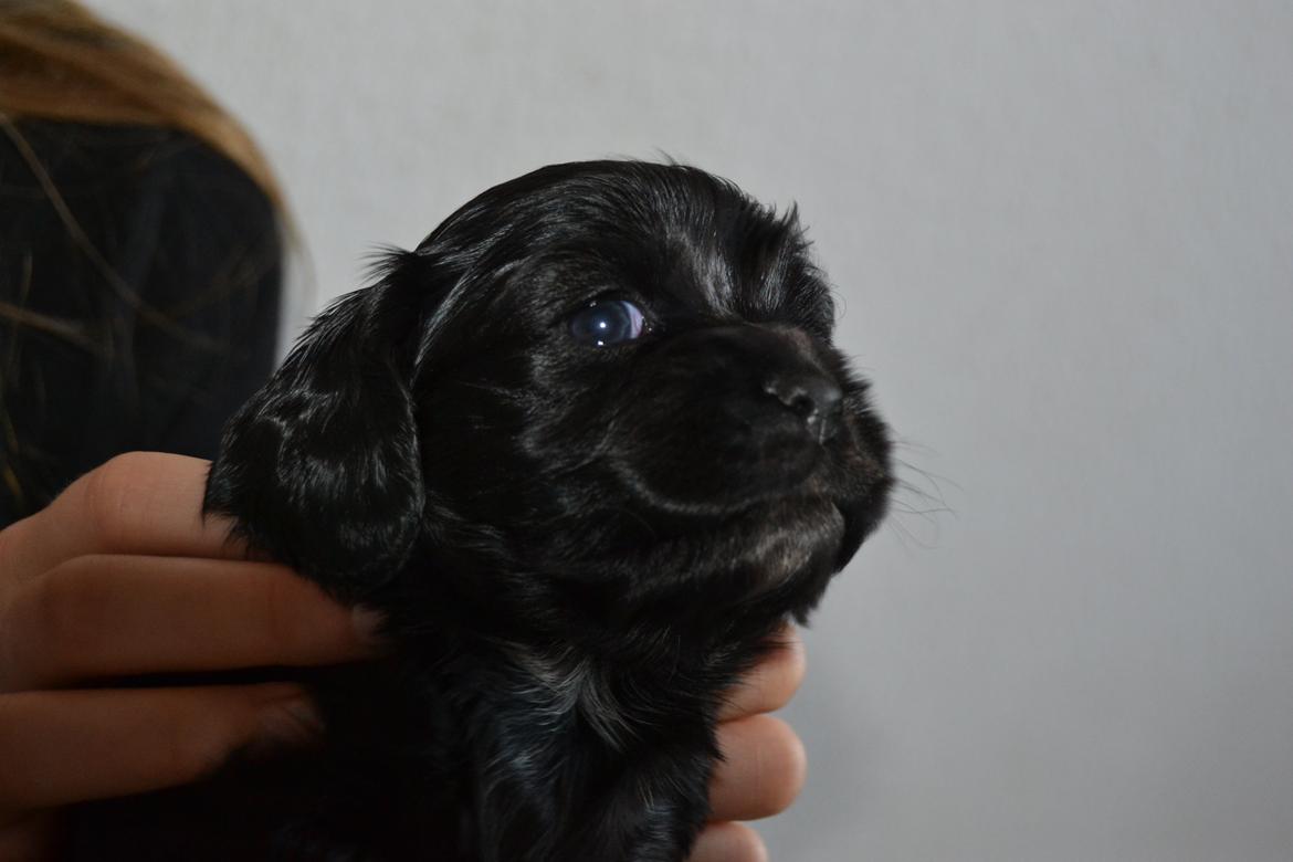 Blanding af racer Lady - Velkommen til Nelly s profil billede 1