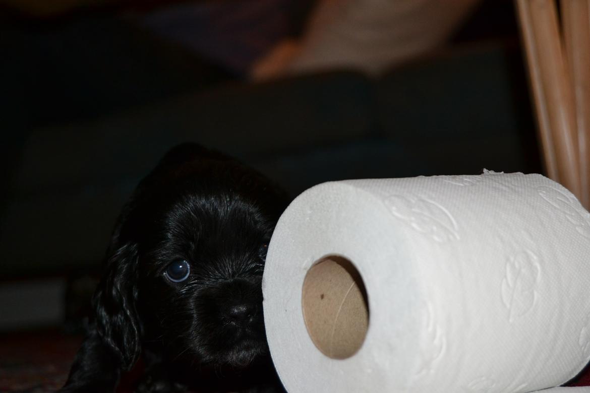 Blanding af racer Lady - Nelly lger med det 'dumme' toiletpapir!:P<3 billede 3