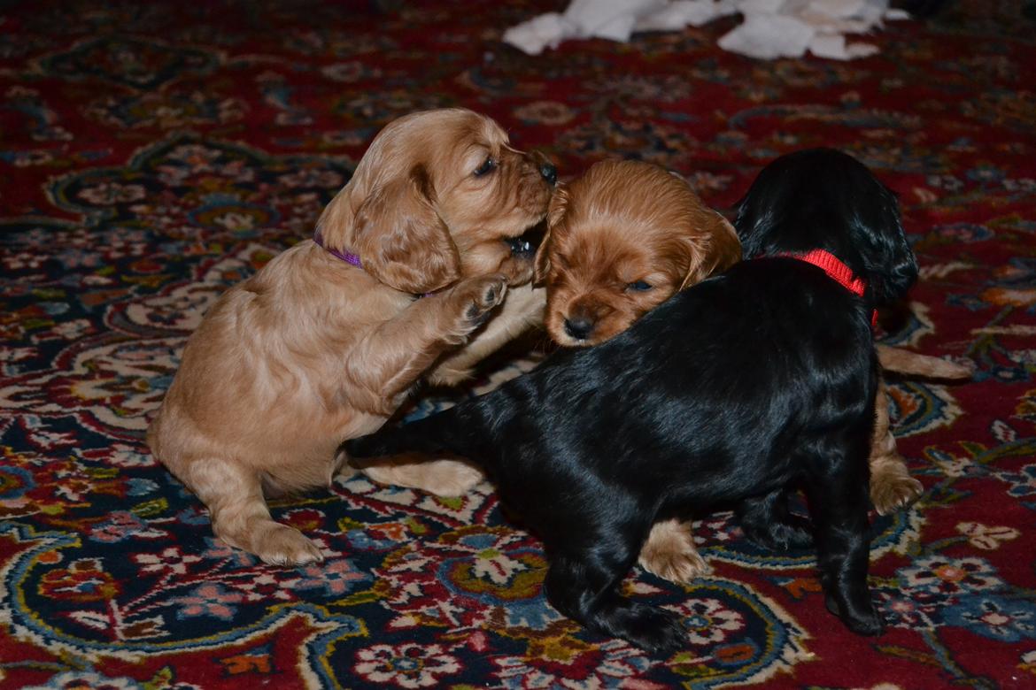 Blanding af racer Lady - leger med the sister and the brother!<3 billede 4