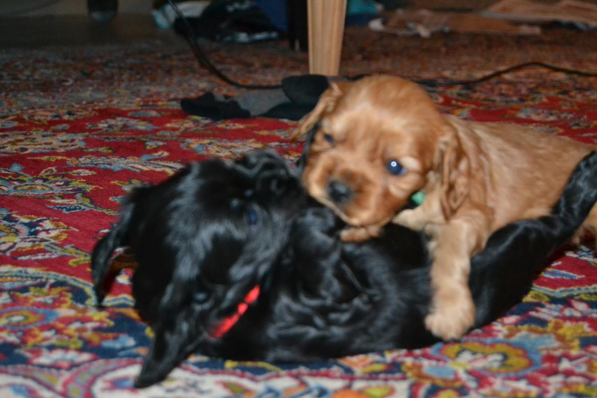 Blanding af racer Lady - Leger med Gris<3 billede 5