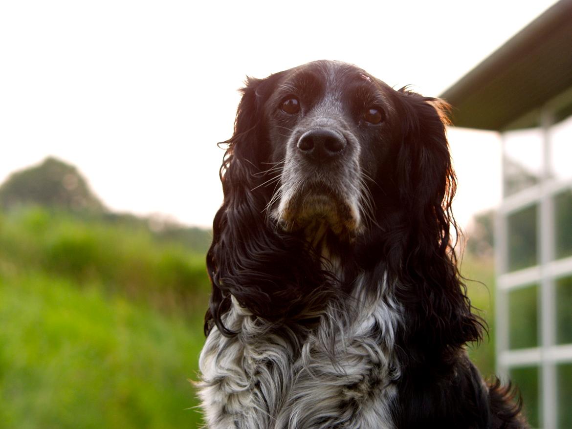 Cocker spaniel Mik HIMMELHUND billede 7