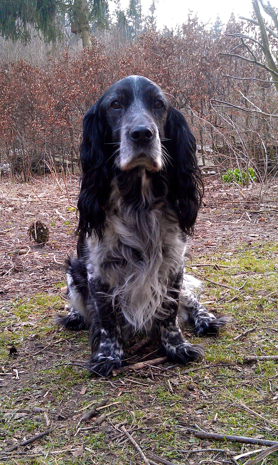 Cocker spaniel Mik HIMMELHUND billede 9