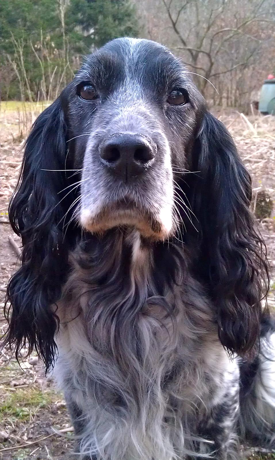 Cocker spaniel Mik HIMMELHUND - Forårsklargøring af haven 2012. billede 10