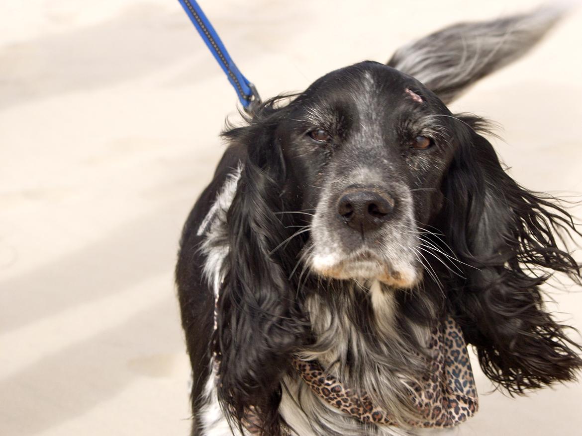 Cocker spaniel Mik HIMMELHUND - Råbjerg Mile på vores 16 års fødselsdagstur. Vi har altid elsket at suse rundt i Milen selvom det ikke går helt så stærkt for nogen af os længere. billede 11