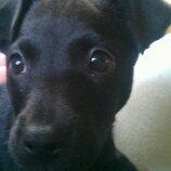 Blanding af racer Migo billede 1