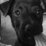 Blanding af racer Migo billede 3