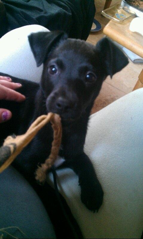 Blanding af racer Migo billede 4