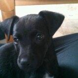 Blanding af racer Migo billede 5