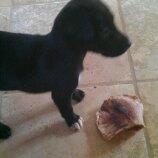 Blanding af racer Migo billede 6