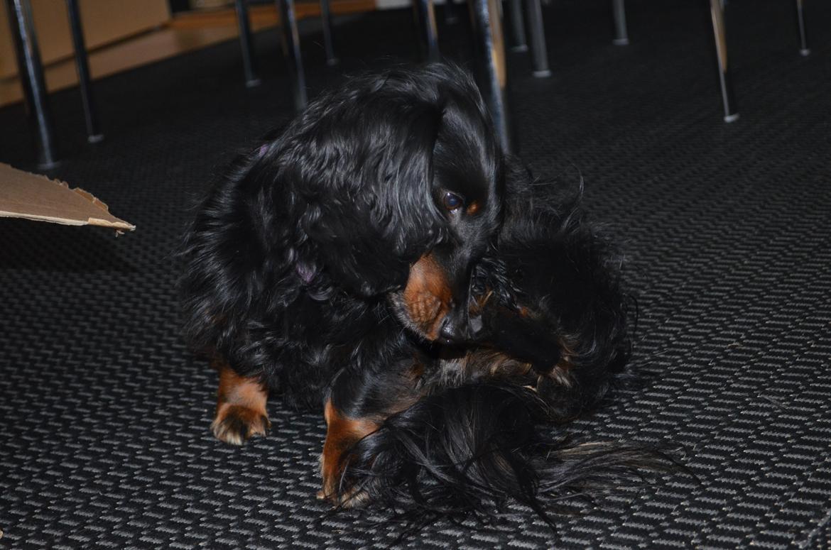 Miniature gravhund Molly billede 6