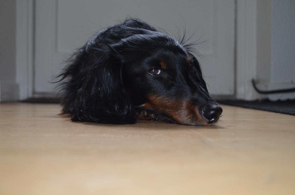 Miniature gravhund Molly billede 3