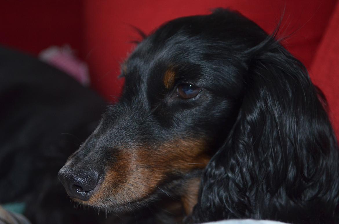 Miniature gravhund Molly billede 10