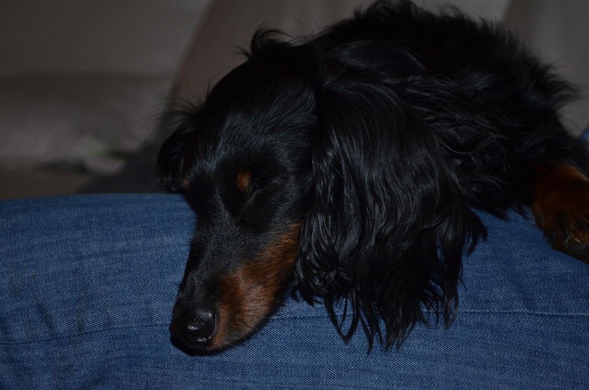 Miniature gravhund Molly billede 12