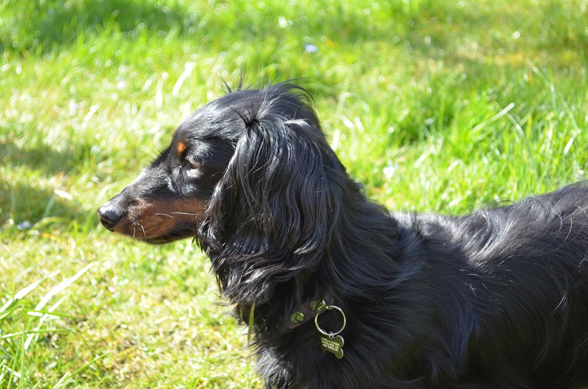 Miniature gravhund Molly billede 2