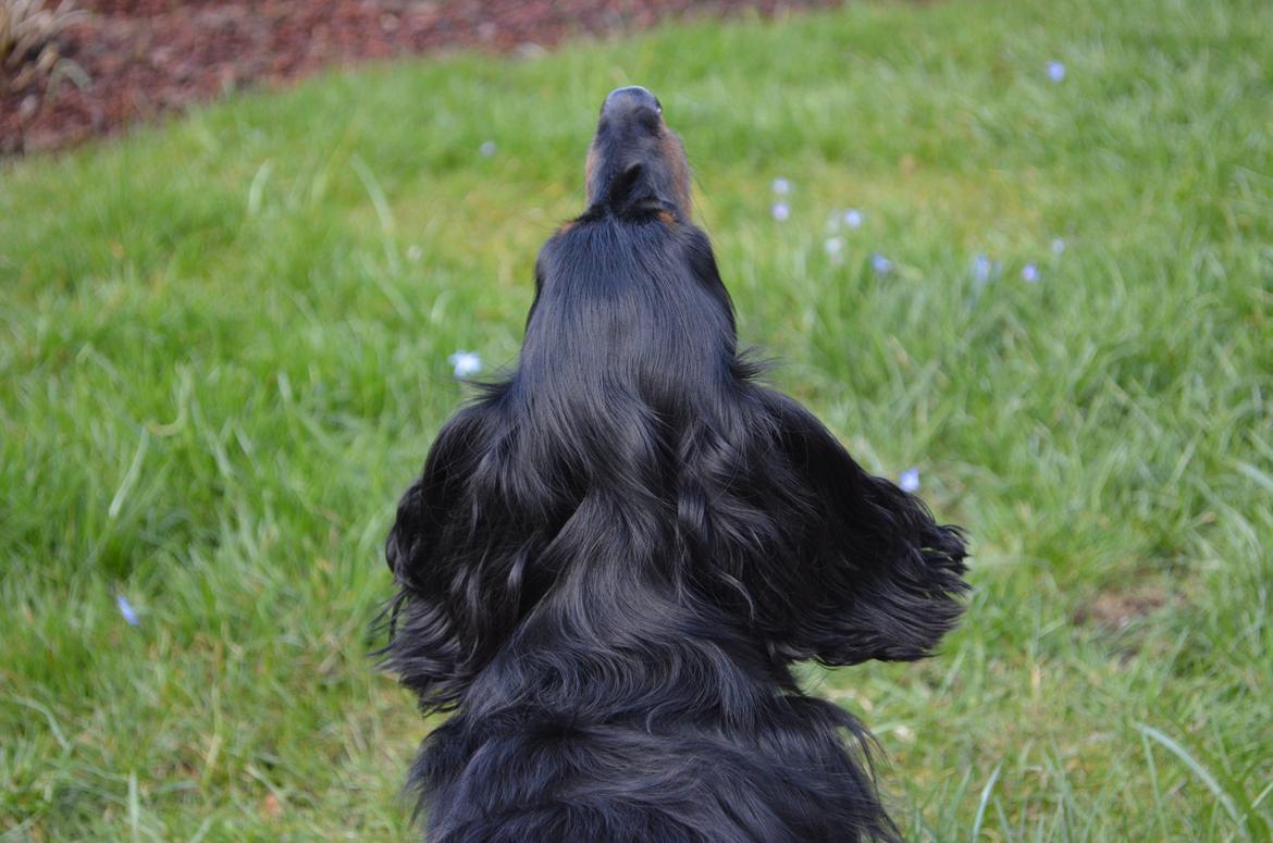 Miniature gravhund Molly billede 13