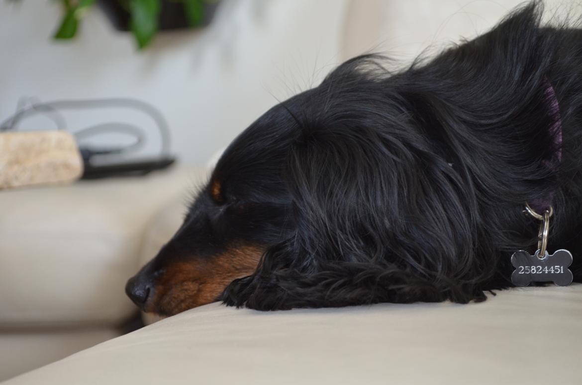 Miniature gravhund Molly billede 7